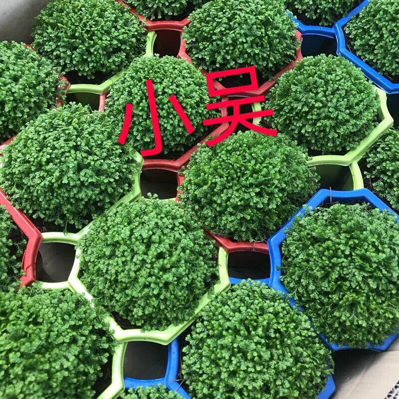 荧光珊瑚蕨盆栽桌面小盆景绿地珊瑚蕨 爱情草情人草桌面盆栽 卷柏