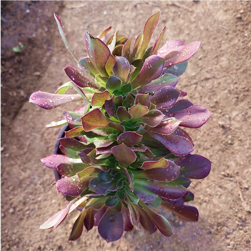 多肉植物韶羞玫瑰法师韶羞缀化巨型多肉植物花卉盆栽一物一拍包邮