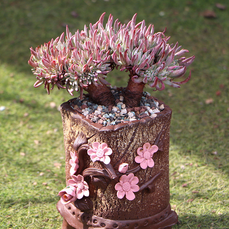 爱杜丽丝仙女杯多肉植物精品贵货老桩稀有品种肉肉盆景花卉大株