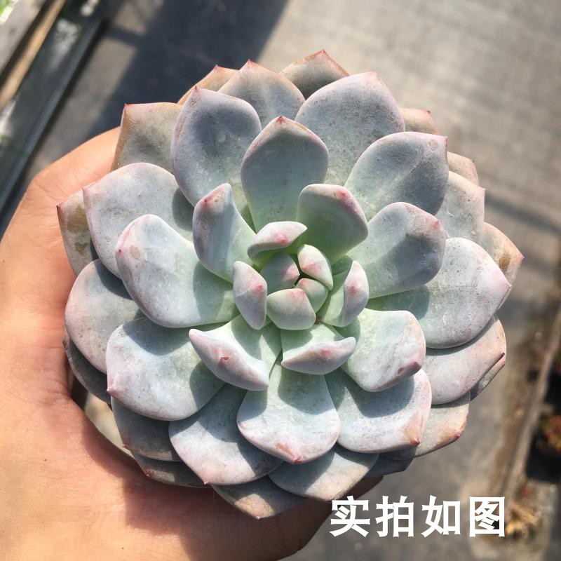【七总】多肉,橙梦露,大颗,劳尔乌木月影奶酪桃蛋美人蓝鸟白凤|ruв категории доставка цветов/цветок моделирования/растения садоводства, цветок/растения в горшках (новый), Суккуленты - от Buy2taobao.com для оказания профессиональной услуги покупки агента Taobao