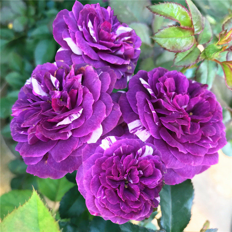 【芬芳宝石】月季花苗大花浓香藤本玫瑰室内阳台花卉盆栽观花植物