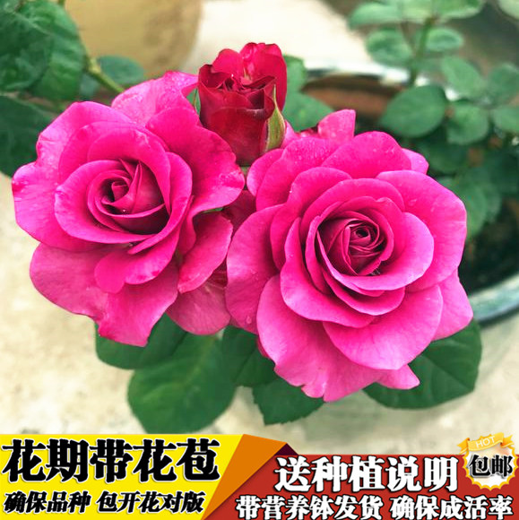 玫瑰花苗【大桃红】玫红色玫瑰花盆栽花卉植物花店同款阳台四季