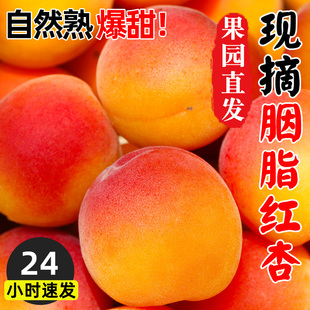 陕西胭脂红杏4斤杏子大果当季新鲜水果酸甜脆黄杏青蜜杏整箱包邮