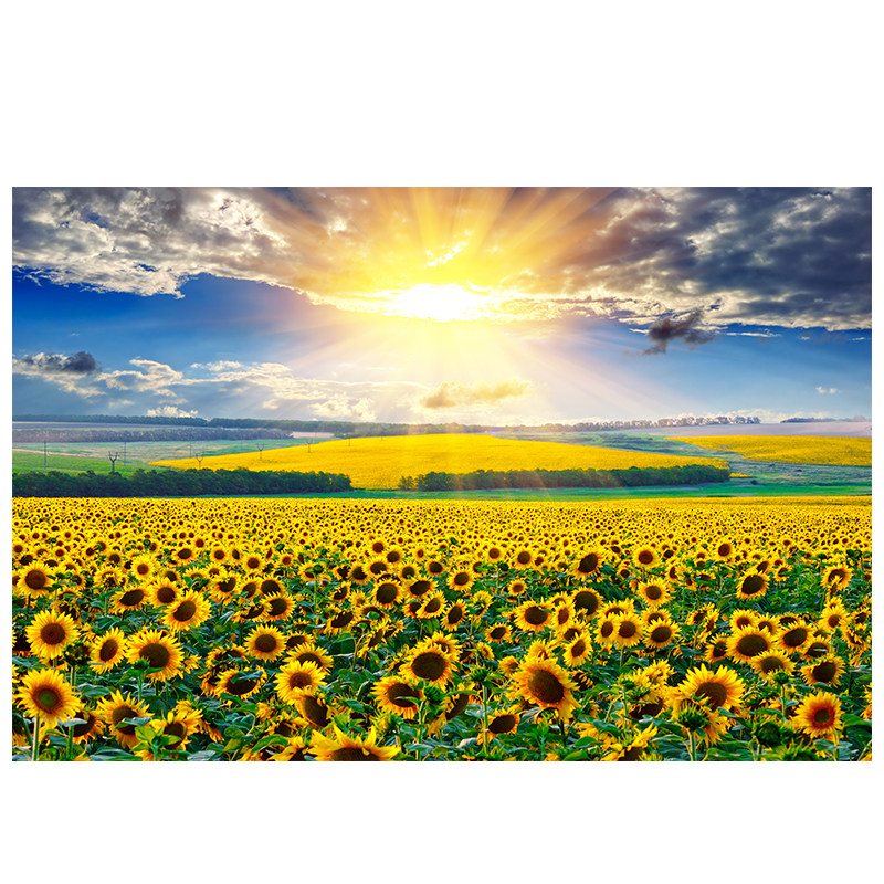 阳光普照高清客厅装饰画现代简约森林风景挂画田园风壁画芯向日葵