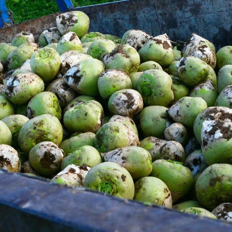 芥菜疙瘩5斤 新鲜芥菜头大头菜辣菜嘎达菜头现挖东北芥菜疙瘩头大