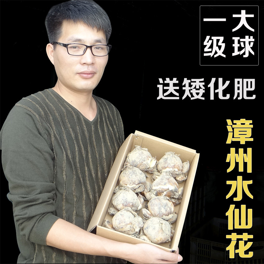 Zhangzhou Narcissus Seed ball Hydroponics flowers and plants Botany seed First level ball 10 Dress/Box Univalve 5~7 Flowerin the Flower delivery/Flowers simulation/Plants gardening , Flowers/Fruits and vegetables/Lawn seed (New) , Bulbs category - from Buy2taobao.com to provide professional Taobao agent buy service
