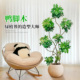 造型鸭脚木客厅大盆栽室内鸭掌木落地大型高级感绿植老桩四季好养