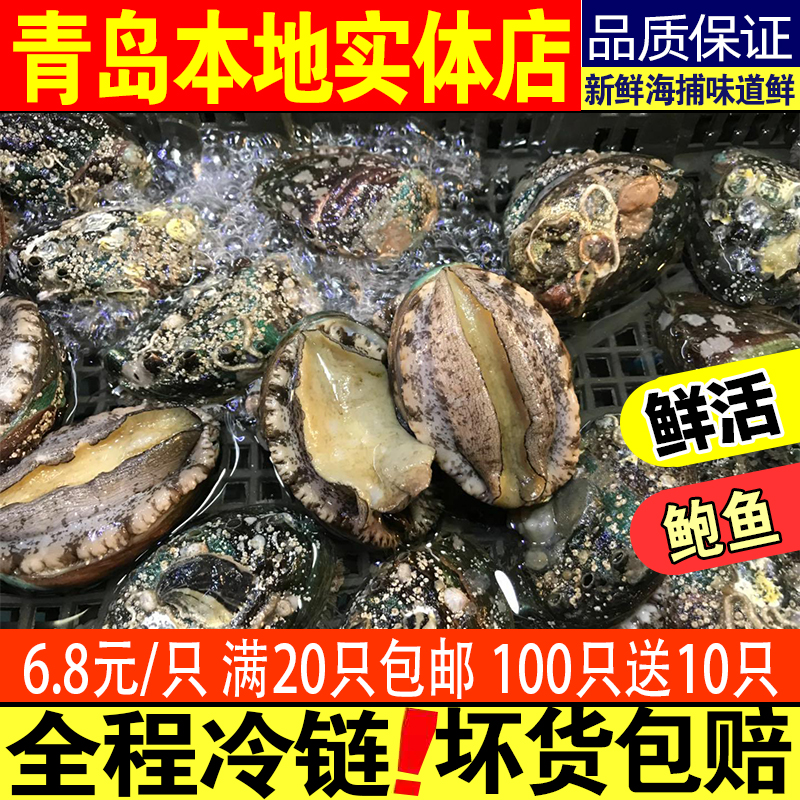 鲍鱼6.8元1只 鲜活大鲍鱼大个活鲍鱼海鲜水产贝类活崂山小鲍鱼