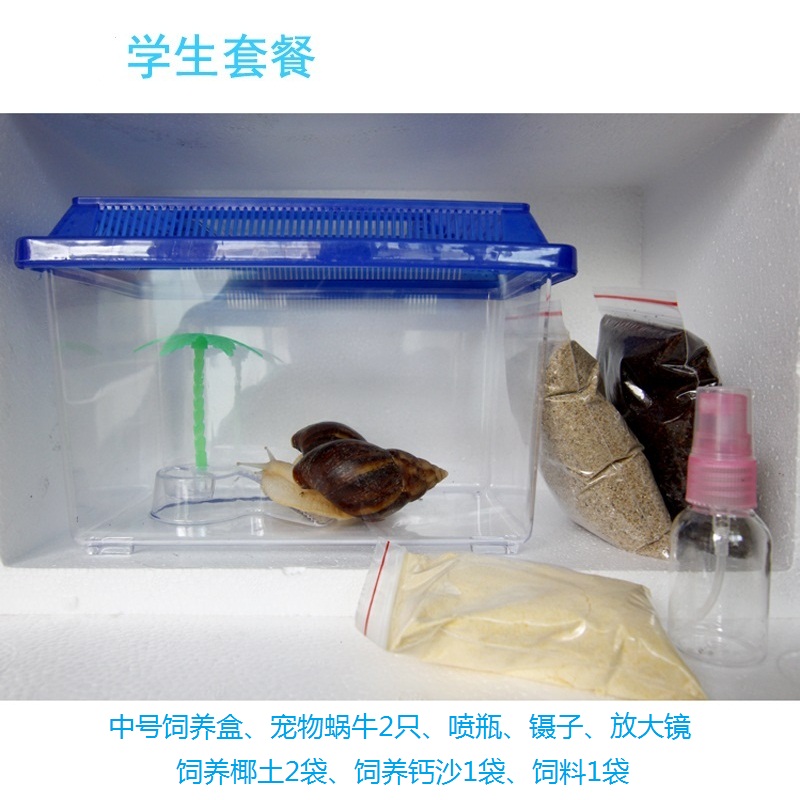 白玉蜗牛活物宠物学生教学法国光亮蜗牛活体套装营养沙土饲养用品|ruв категории животное/Животное питание и принадлежностей, аквариум мира, винт - от Buy2taobao.com для оказания профессиональной услуги покупки агента Taobao