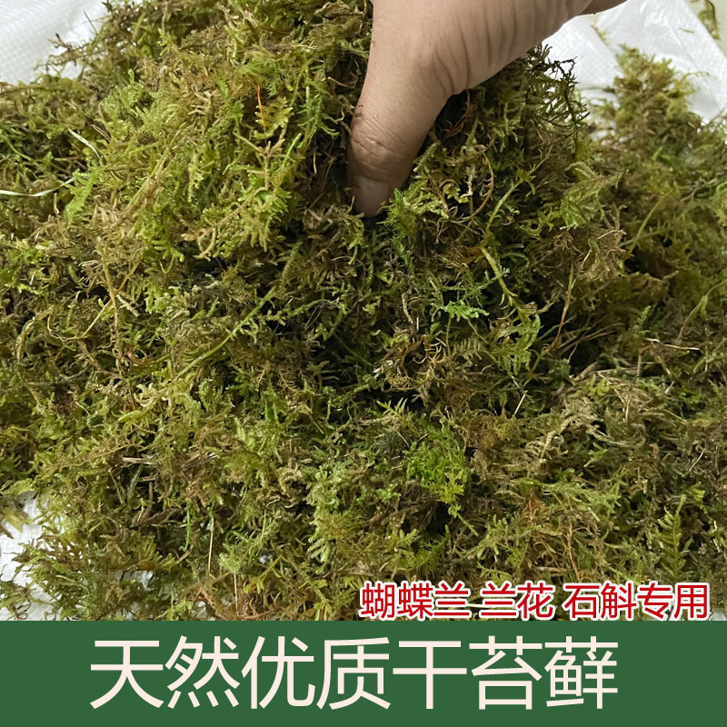 天然干苔藓水苔蝴蝶兰花专用营养土铁