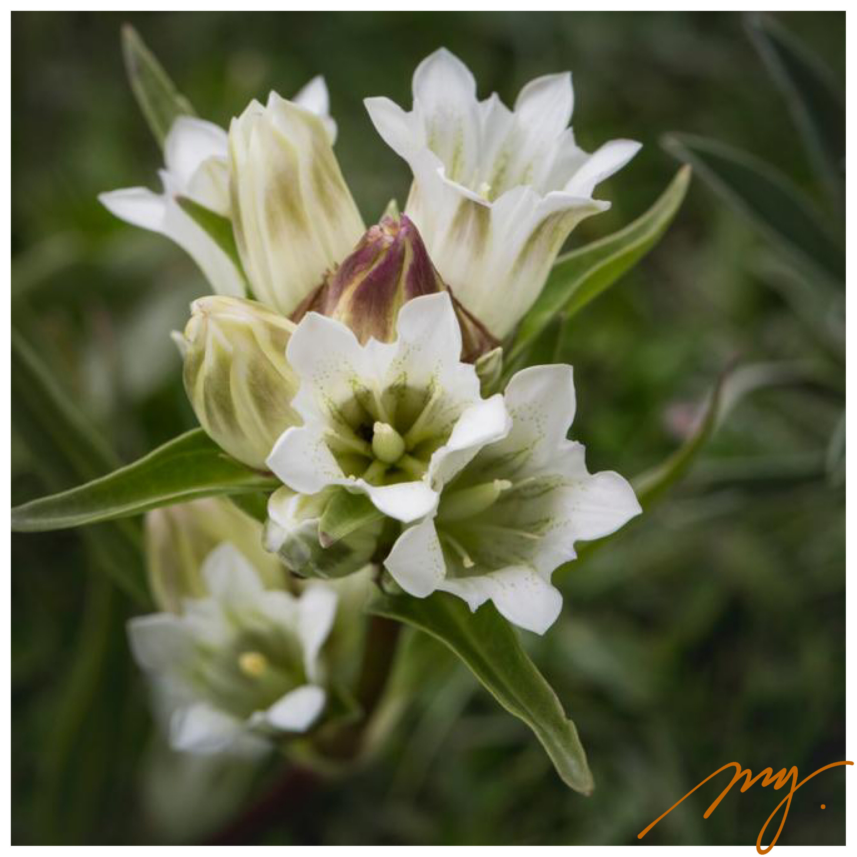 植物西藏龙胆5粒每份高山庭院盆栽园艺生产家庭园艺种子
