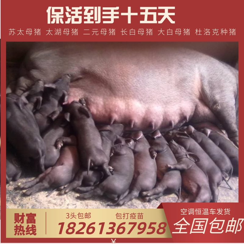 原种太湖母猪苏太母猪杜洛克种公猪长白约克二元种猪30斤活体包邮