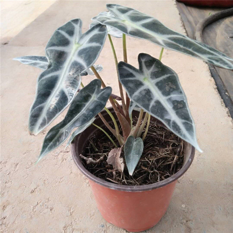 黑叶芋(黑魔法芋)