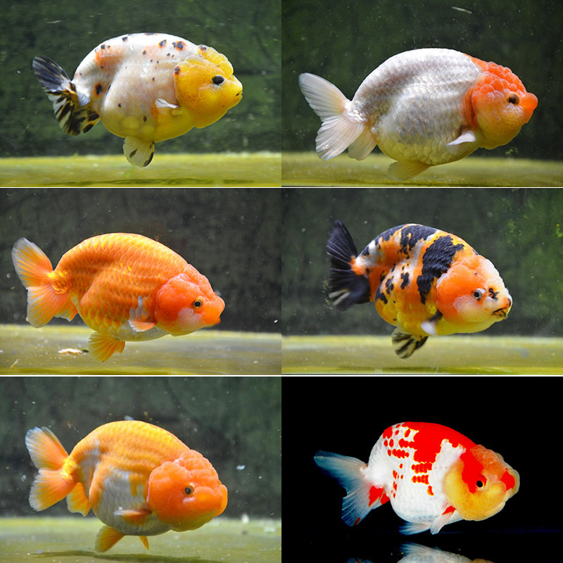 兰寿金鱼精品淡水活鱼观赏鱼招财水墨玉兔重墨樱花虎皮奶牛纯种鱼