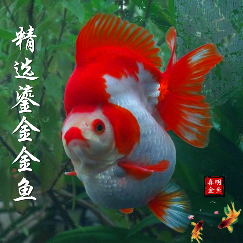 鎏金金鱼淡水花红琉金金鱼金鱼苗