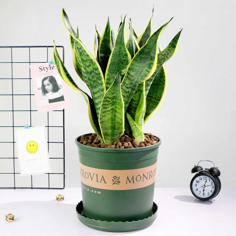 虎尾兰盆栽包邮吸甲醛室内办公室客厅净化空气文竹盆栽绿植虎皮兰
