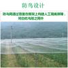 天顶菜地种植网稻田家用防鸟用的网白色网罩鸟网天网蔬菜护网庄稼 天顶菜地种植网稻田家用防鸟用的网白色网罩鸟网天网蔬菜护网庄稼