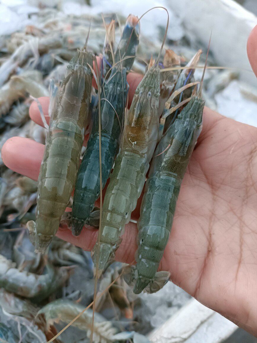 劲爆价格海水小龙虾115元5斤包邮!