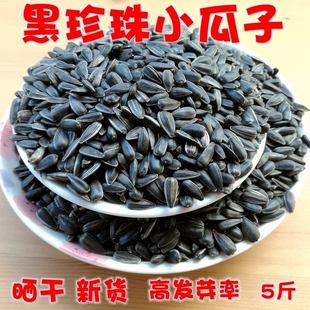 当季新黑珍珠油葵种子芽苗菜种籽发芽5斤 食品级生小瓜子晒干零食