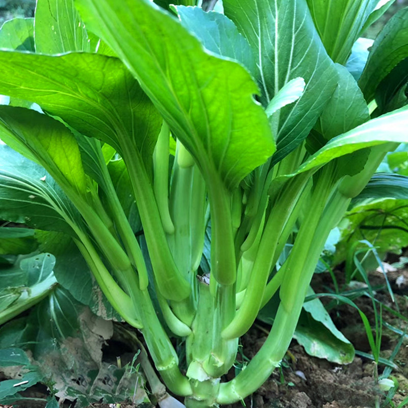 青菜苔种子菜薹秋冬季耐寒南方甜菜心种籽青菜籽庭院蔬菜菜种孑