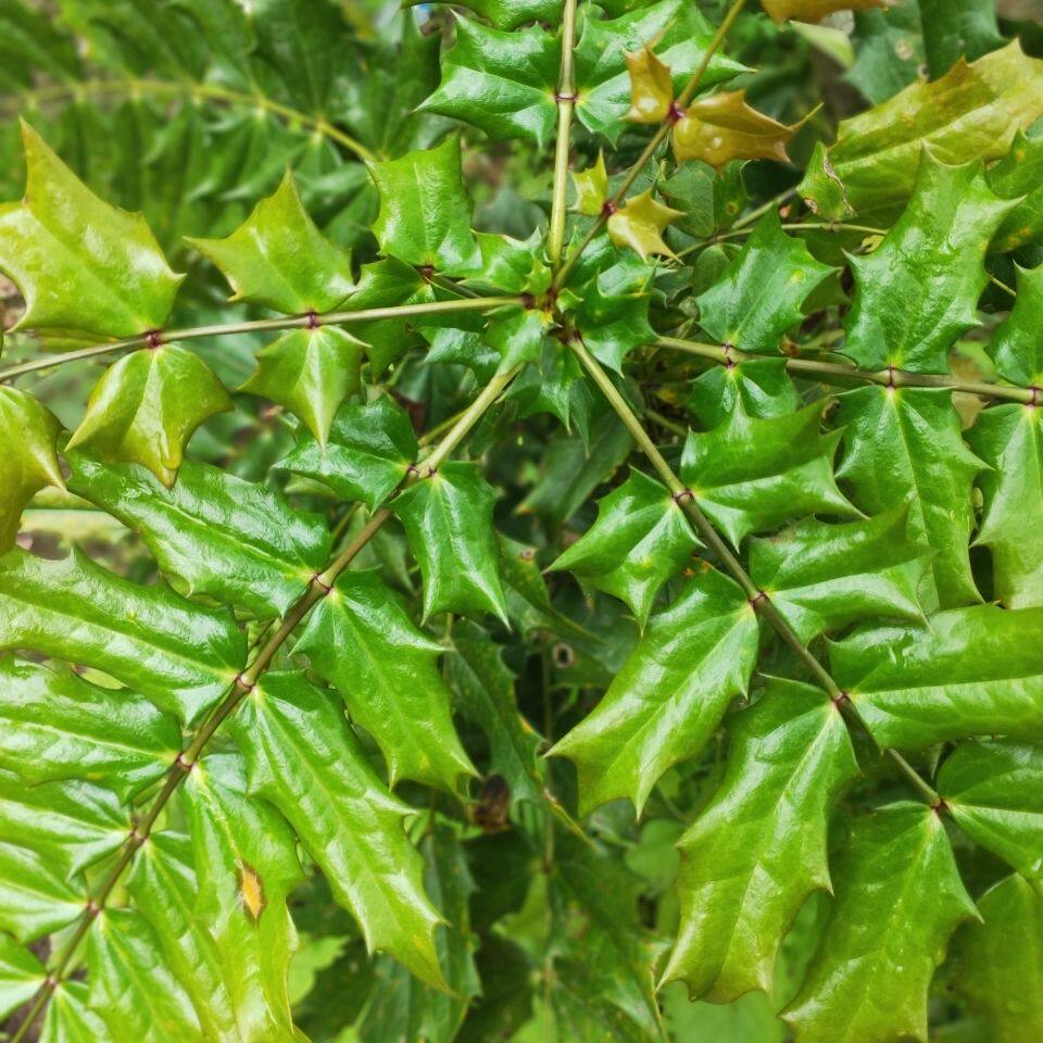 十大功劳树苗十大功劳苗十大功劳盆景绿植庭院盆栽现挖现发