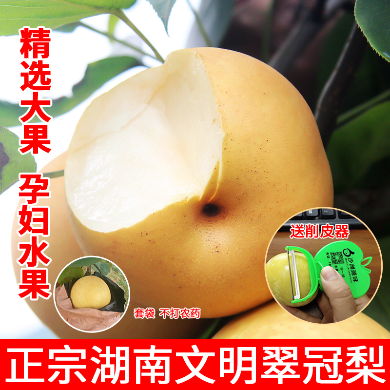 正宗汝城文明翠冠梨青梨子新鲜10斤当季现摘青梨孕妇时令水果梨甜|ruв категории водной мясо/свежие фрукты и овощи/еда, свежие фрукты, груша - от Buy2taobao.com для оказания профессиональной услуги покупки агента Taobao