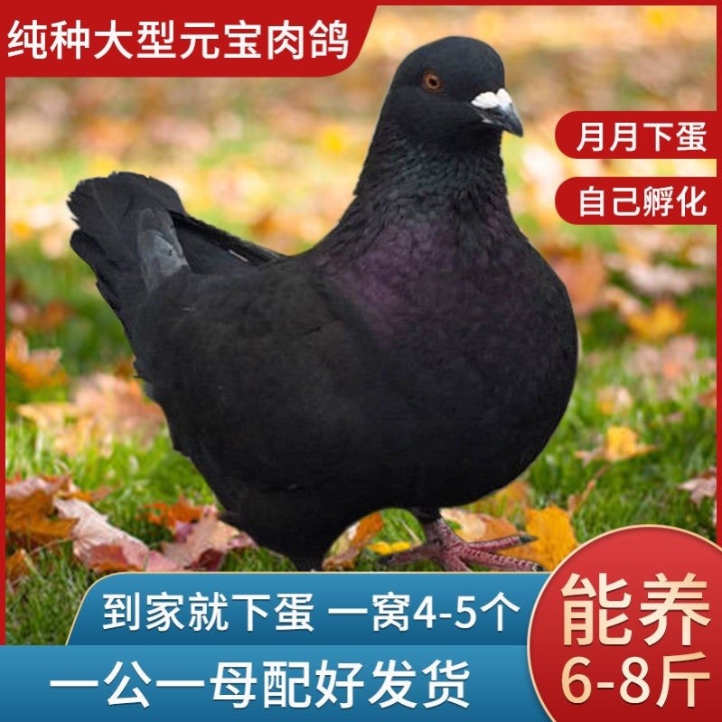 纯种活体一对巨大型元宝鸽子青年鸽肉鸽幼鸽观赏鸽运输包活包下蛋