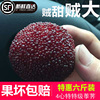 【甜】正宗仙居杨梅孕妇新鲜水果东魁荸荠现摘现发农家纯天然顺丰 【甜】正宗仙居杨梅孕妇新鲜水果东魁荸荠现摘现发农家纯天然顺丰
