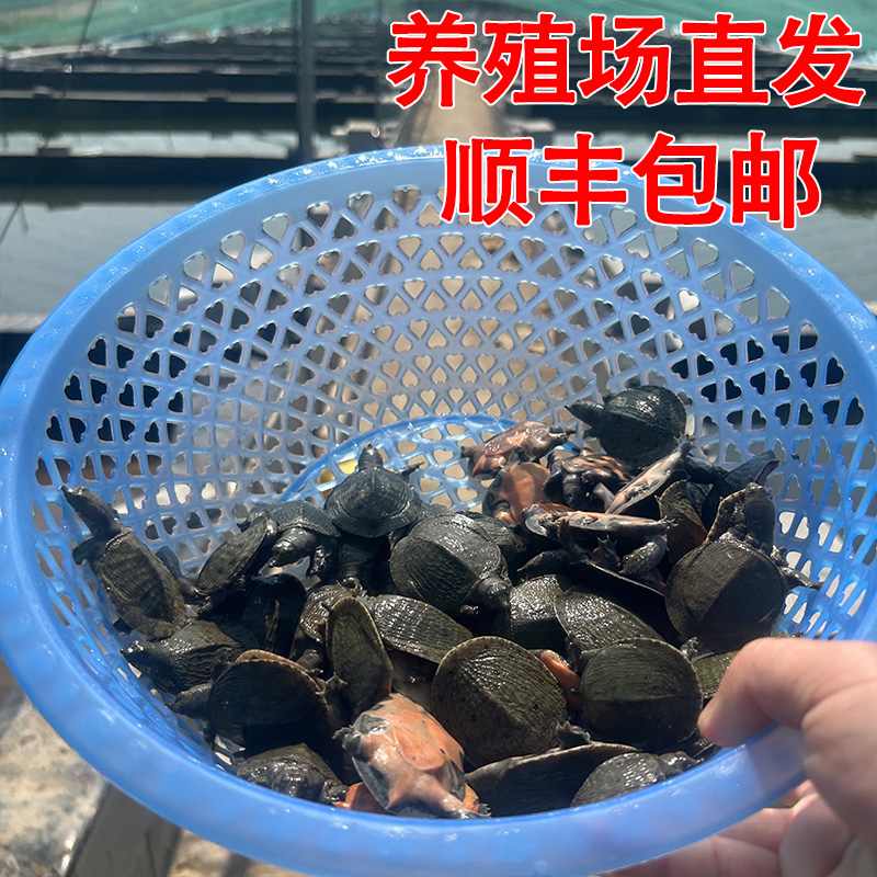 室外池塘甲鱼养殖成本 外塘养甲鱼一亩水塘投多少苗