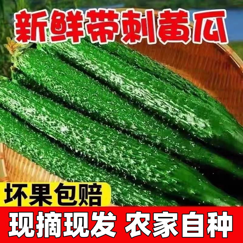 新鲜黄瓜现摘现发带刺带花长青瓜清脆