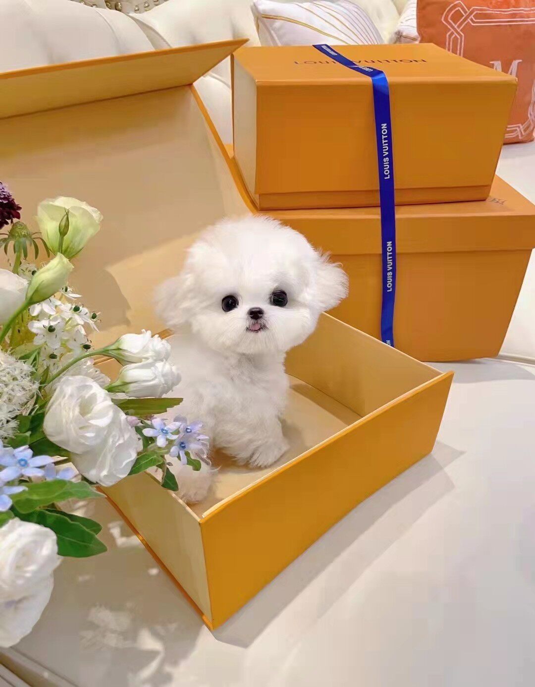 纯种cku比熊幼犬茶杯犬博美俊介活体狗小型犬白色米奇耳泰迪宠物