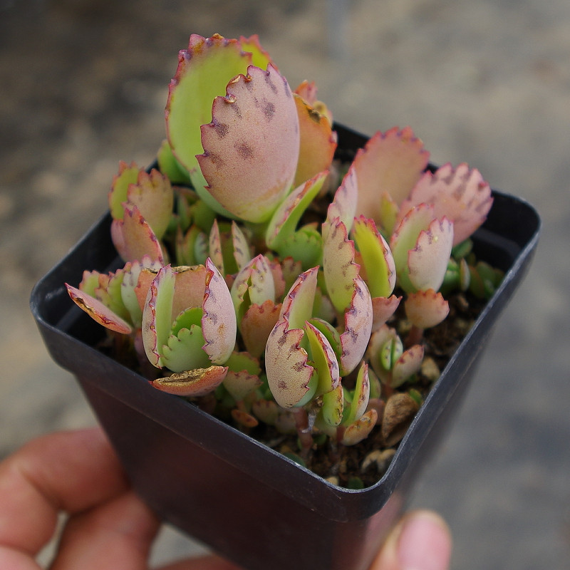 不死鸟多肉植物_多肉植物可爱蕾丝公主落地生根新手室内阳台花卉吸