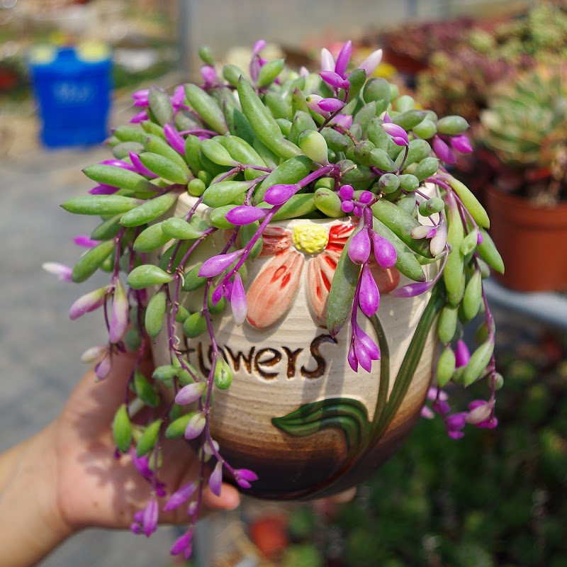 大颗彩色圆叶紫玄月多肉植物稀有品种吊兰药锦盆栽办公室防辐射