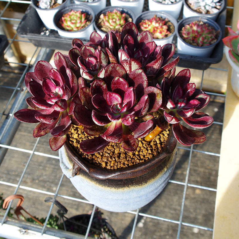 多肉植物老桩超大多头群生龙骨红司稀有贵货精品室内绿植花卉包邮