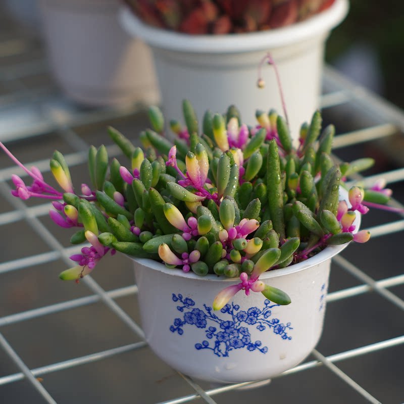 大颗彩色圆叶紫玄月多肉植物稀有品种吊兰药锦盆栽办公室防辐射