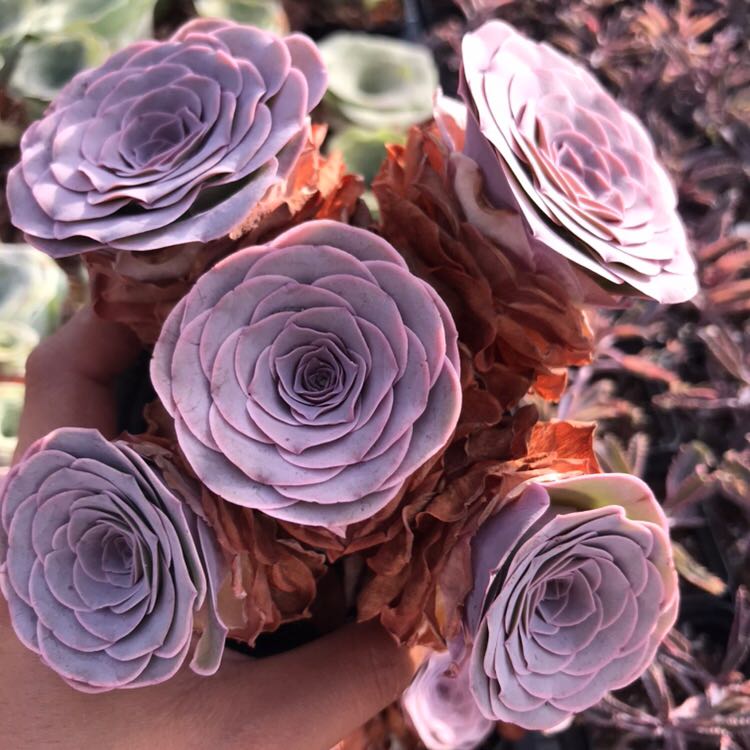 精品大盆潘朵拉多肉植物山地玫瑰新款稀有品种室内阳台花绿植盆栽