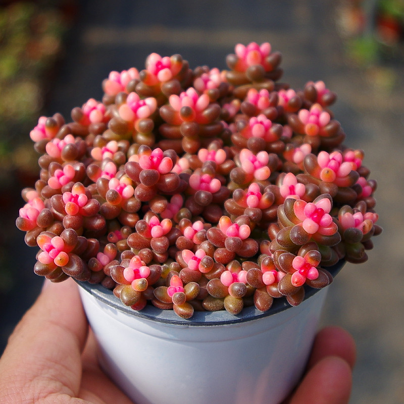 热销团扇仙人掌_精品珊瑚锦青扇彩扇仙人掌锦团扇珍珠掌夏型种易养