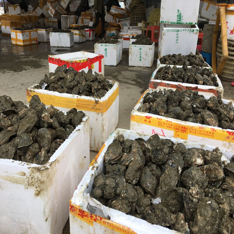 湛江特大生蚝钦州生蚝活批发牡蛎新鲜包邮烧烤半壳生蚝海鲜水产