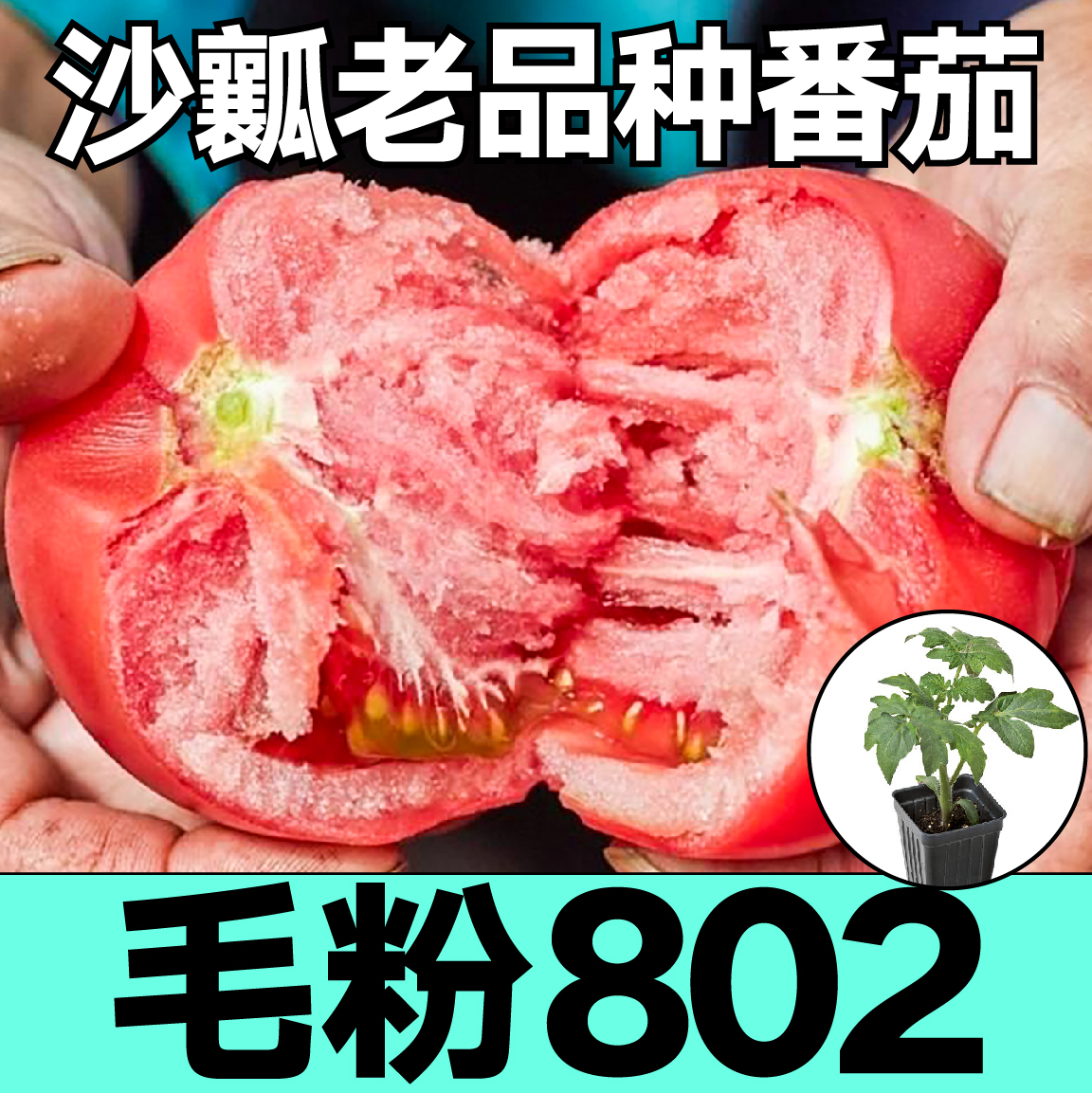 山东寿光沙瓤毛粉802西红柿苗秧苗