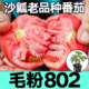 山东寿光沙瓤毛粉802西红柿苗秧苗老品种爆甜大粉番茄四季种子籽