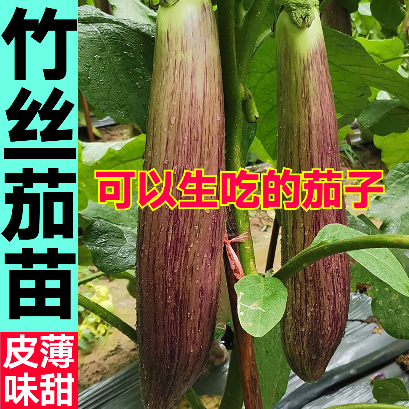 竹丝茄秧苗幼苗四季皮薄蔬菜苗淡紫条