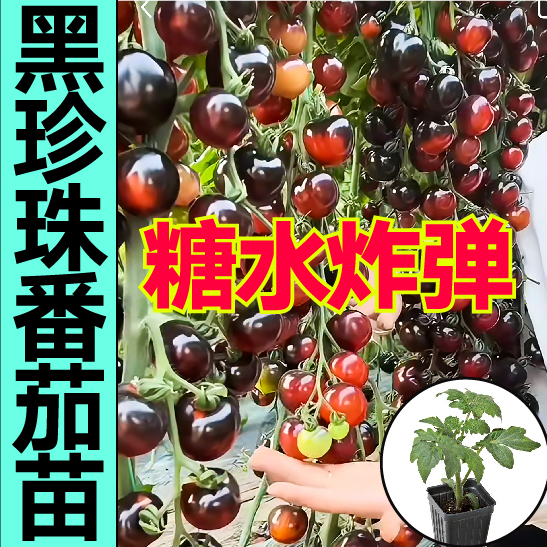 糖水炸弹黑珍珠番茄秧苗带土球小黑樱