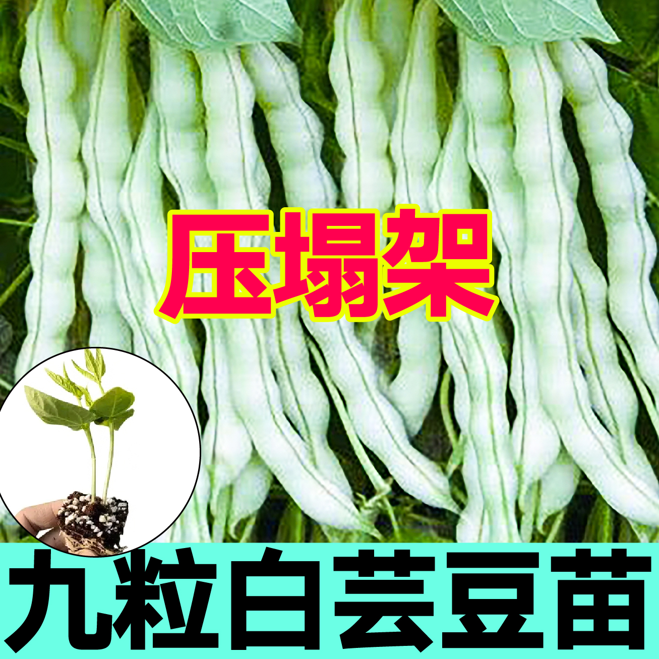 山东寿光高产压塌架九粒白芸豆秧苗四