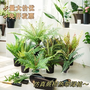 仿真厥叶草蕨类植物假花草绿色叶子花材植物角森系造景布置装饰品