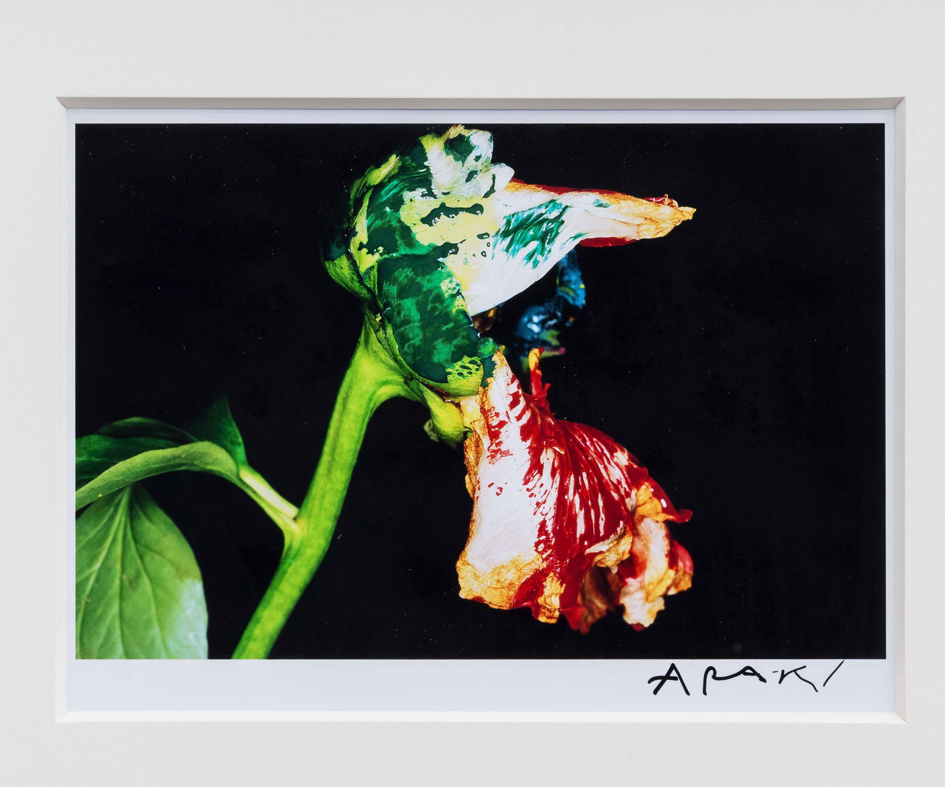 荒木经惟 araki nobuyoshi 相纸输出花系类3