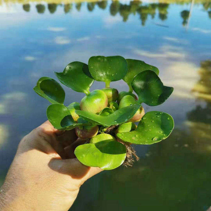 水葫芦能和鱼一起养吗图片