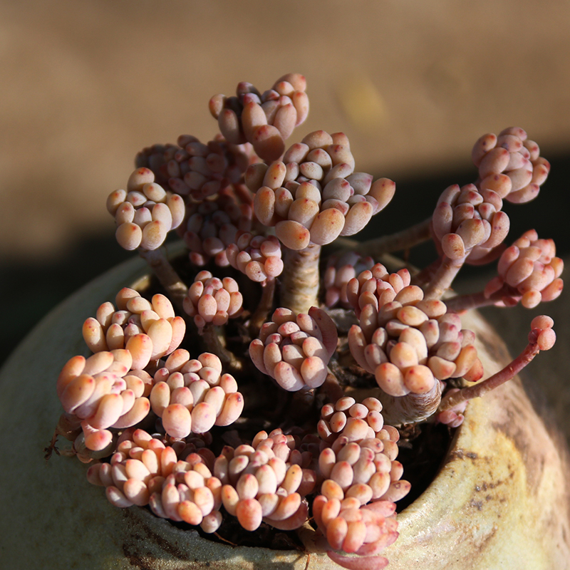 蓝豆 小老桩果冻色多肉植物控养精品肉肉植物组合盆栽 云南多肉|ruв категории доставка цветов/цветок моделирования/растения садоводства, цветок/растения в горшках (новый), Суккуленты - от Buy2taobao.com для оказания профессиональной услуги покупки агента Taobao