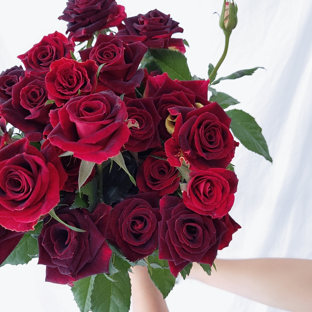 【玫瑰半岛】切花月季 紫罗兰 暗红色丝绒复古红 三加仑扦插苗