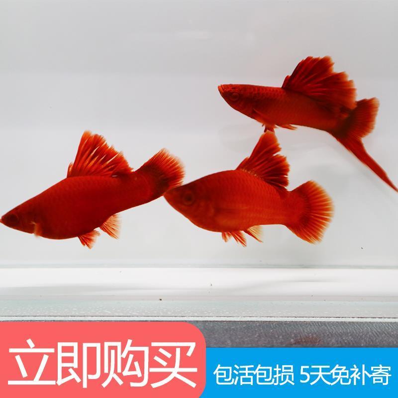 高鳍红剑鱼菊花帆红剑狼牙帆红箭