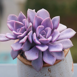 小植物老桩稀有品种精品贵货肉肉花卉绿植盆栽正版琥珀玉露多肉植物翡